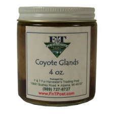 Coyote Glands