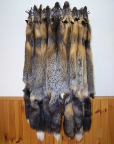 Tanned Cross Fox