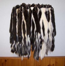 Tanned Skunk
