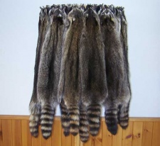 Tanned Raccoon