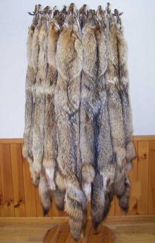 Tanned Coyote
