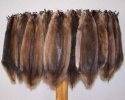 Tanned Muskrat