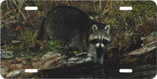 Raccoon License Plate