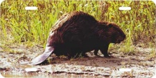 Beaver License Plate