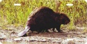 Beaver License Plate