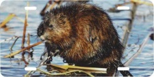 Muskrat License Plate