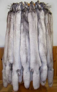Tanned Blue Fox