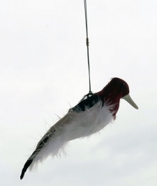 Kill Chirp Trap Call
