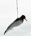 Kill Chirp Trap Call